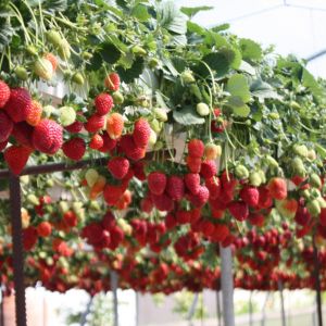 Как выращивать землянику в ЭкоДеревне